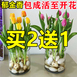 荷兰郁金香种球盆栽水培，植物室内百合鲜花四季开花好养活水仙花卉