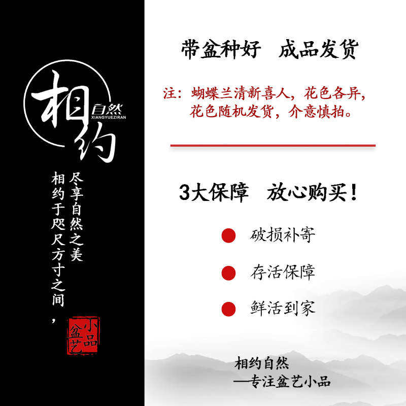 蝴蝶兰盆栽植物客厅室内花卉盆栽带花苞花剑花苗四季好养易活绿植