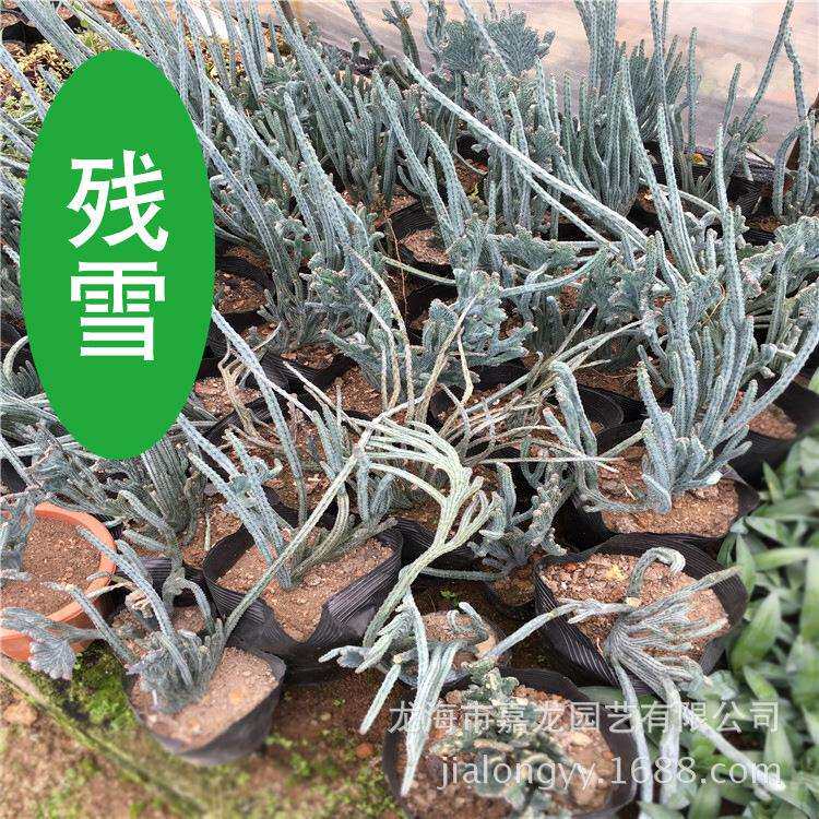 残雪植物大戟科缀化庭院别墅室外热带沙漠景观温室沙生大型植物