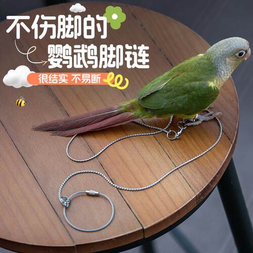 鹦鹉脚炼 炼 不锈钢脚环不伤脚放飞绳牵引绳虎皮牡丹小太阳防咬遛