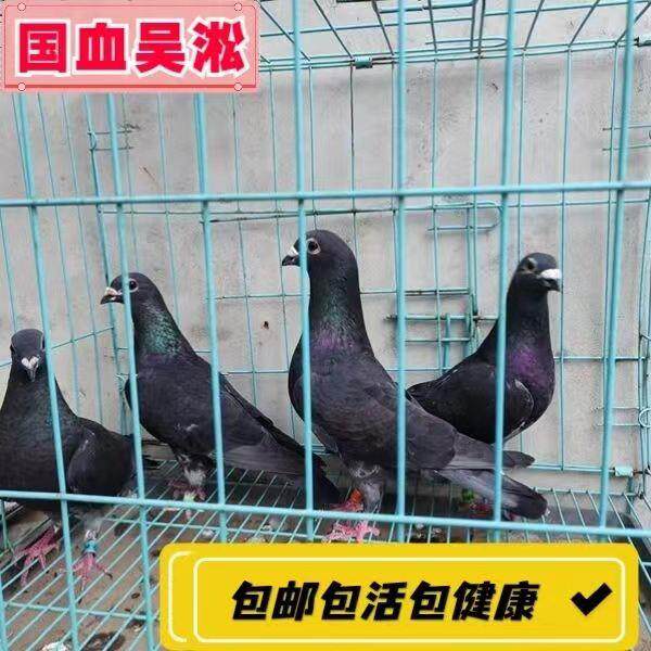 鸽子活体李鸟吴淞信鸽成绩鸽鸽吴淞活体赛鸽公棚鸽天落