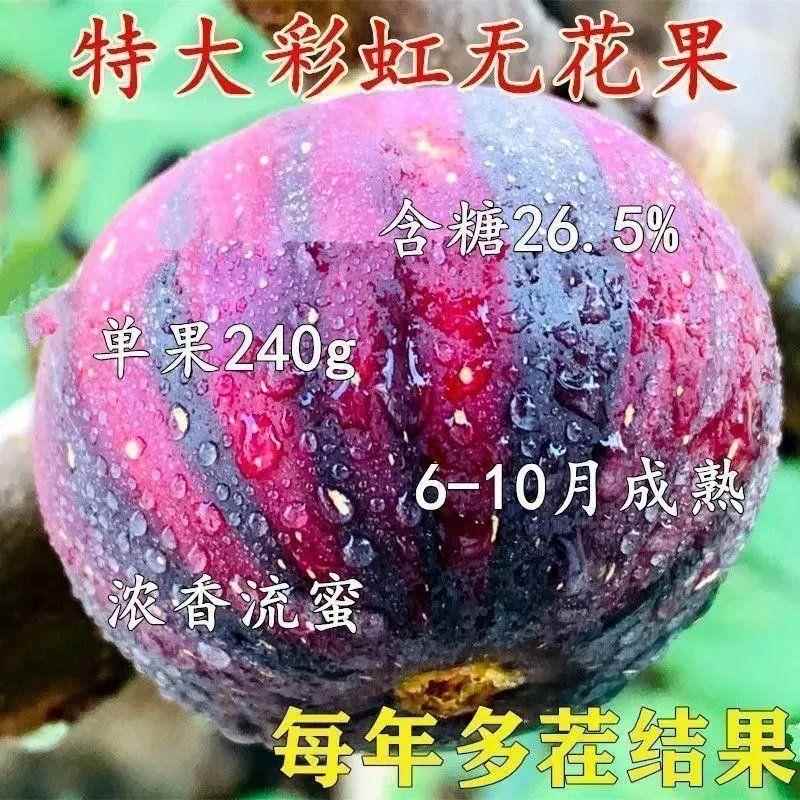 彩虹无花果树苗耐寒地栽特大盆栽阳台矮化南北方四季种植当年结果