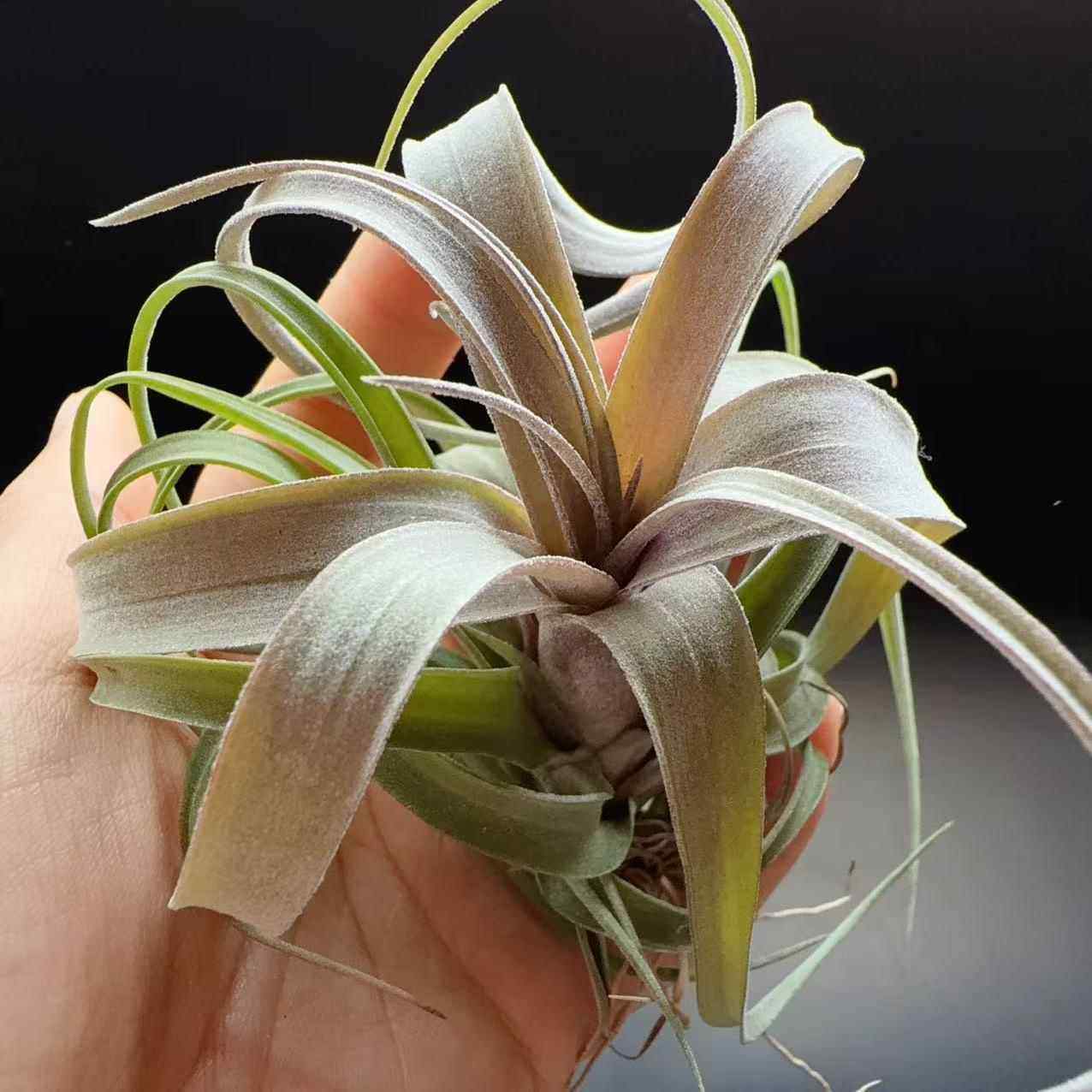 卤肉卷，稀有品种z交品种空气凤梨无土植物懒人绿植铁兰装饰
