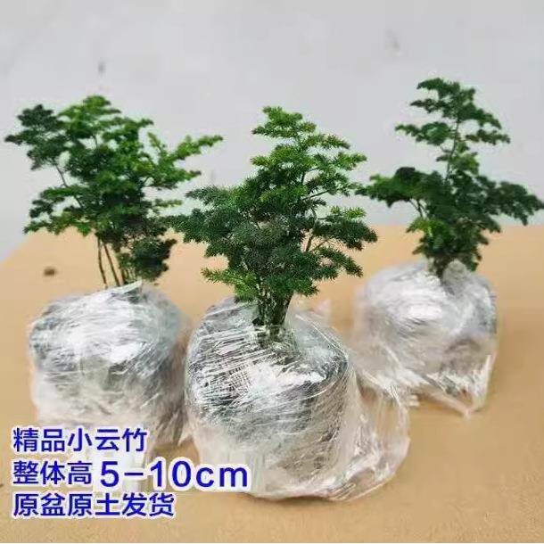 云竹 唐山矮生文竹云松竹假山盆景阳台办公室内桌面小盆栽绿植