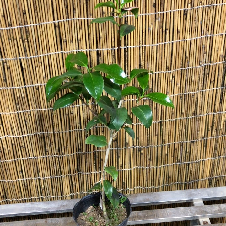 品种茶花汇津川娇