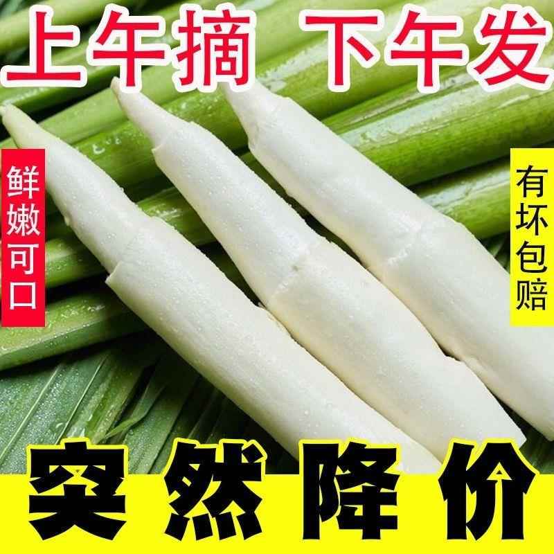 【2024头茬茭白】安徽新鲜高瓜农家蔬菜高笋嫩水笋茭儿菜月子下奶