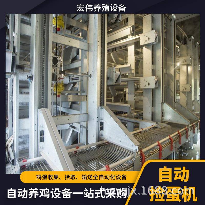 自动拣蛋设备大型养殖场用收蛋机现代化养殖常用收蛋设备