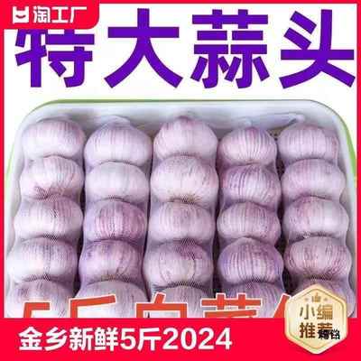 金乡大蒜 新鲜干大蒜头5斤装蒜籽2024当季蔬菜紫皮大10斤散装