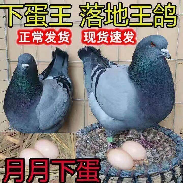 活体鸽特大型信鸽鸽观赏鸽活物鸽元宝王鸽子一对落地肉鸽纯种