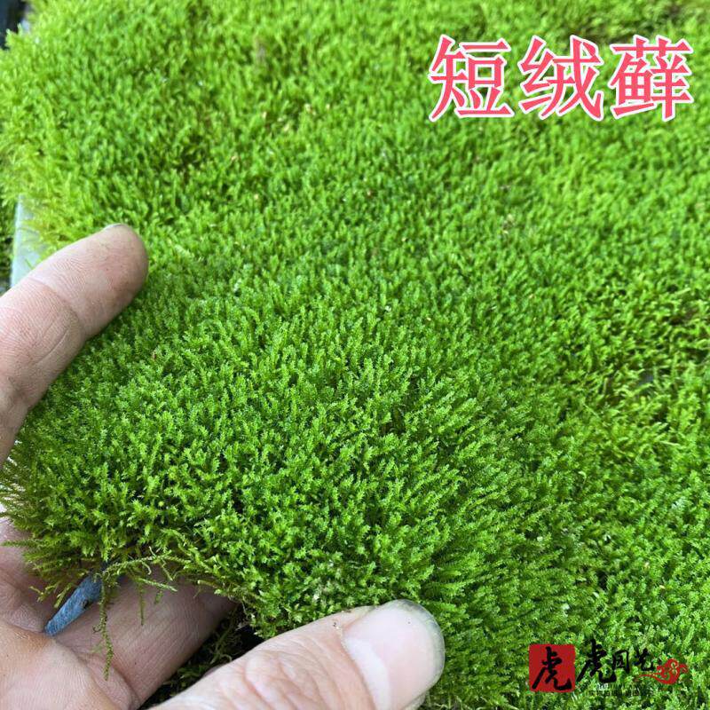 水陆缸造景鲜活泥土短绒苔藓微景观假山吸水石苔藓植物盆景铺面