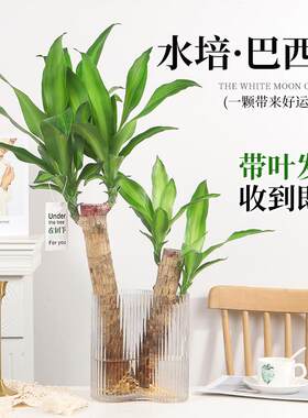 水培植物巴西木秋季净化空气室内