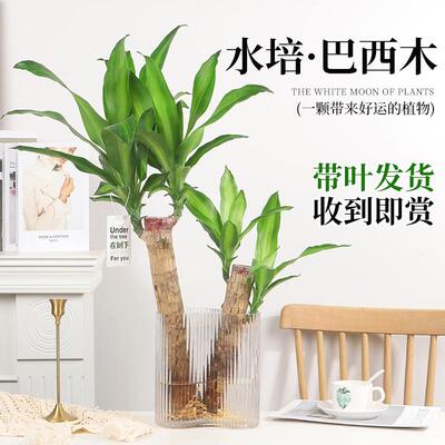 水培植物巴西木秋季净化空气室内