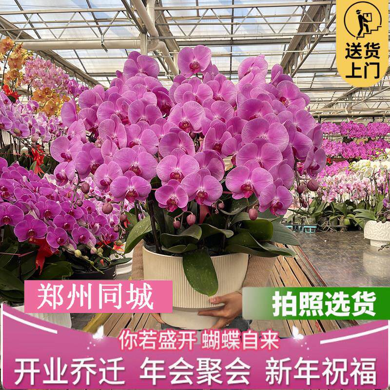 郑州同城教师节蝴蝶兰盆栽兰花大花蕙兰年宵花卉带花苞室内客厅