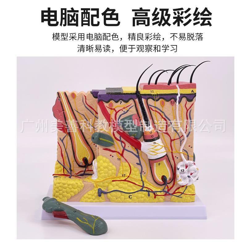 皮肤模型人体皮肤结构解剖皮肤层次构造50倍放大微整美容教学