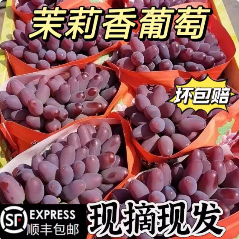 顺丰云南茉莉花香葡萄新鲜新鲜玫瑰香郁金香现摘现发当季水果