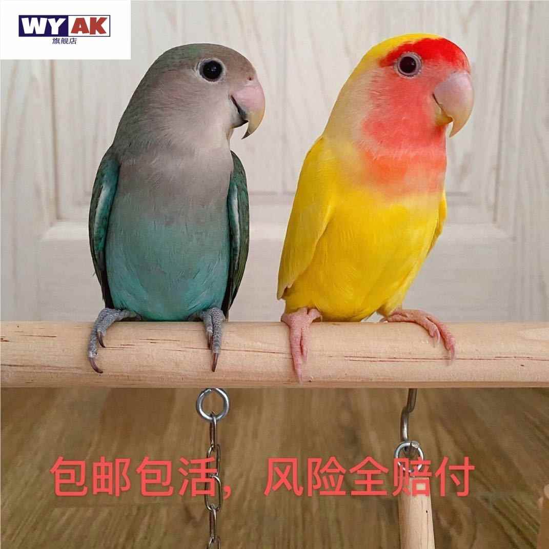 鹦鹉活鸟一公一母桃脸牡丹黄桃绿桃家养成年繁殖亲人学说话鸟宠物图片