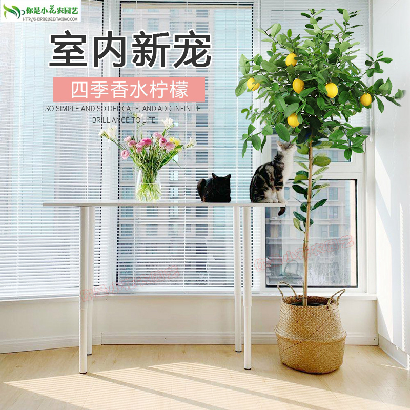 香水柠檬树客厅室内盆栽花卉四季阳台北欧高杆大型植物网红绿植