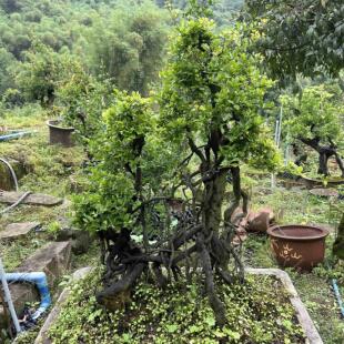 金弹子盆景嫁接血钻血红葫芦果原生母树小山灌木金弹子母桩