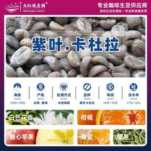 卡杜拉咖啡生豆 云南紫叶卡杜拉小粒咖啡 普洱水洗精品咖啡豆