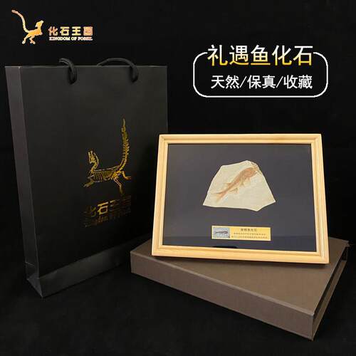 天然古生物动物狼鳍鱼化石标本送人生日礼物装裱相框摆件实木精致