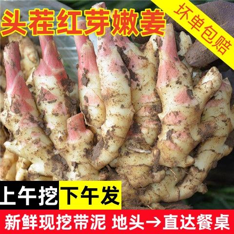 山东红芽嫩姜新鲜现挖仔姜非云南小黄姜鲜姜