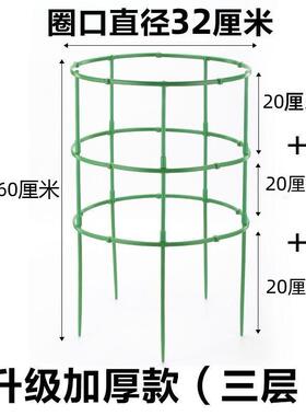 花架子火龙果太阳花月季绿萝花盆