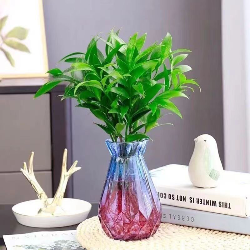 水培竹柏盆栽植物室内客厅卧室