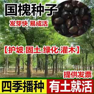 新采国槐种子速生国槐树种子黄花槐红花槐刺槐种子紫穗槐刺槐树籽