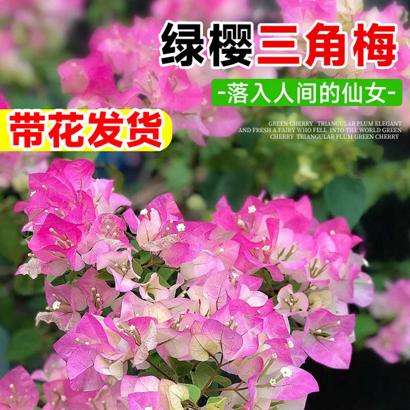 三角梅绿樱大盆栽树苗带花苞发货重瓣漳红樱庭院阳台花卉四季开花