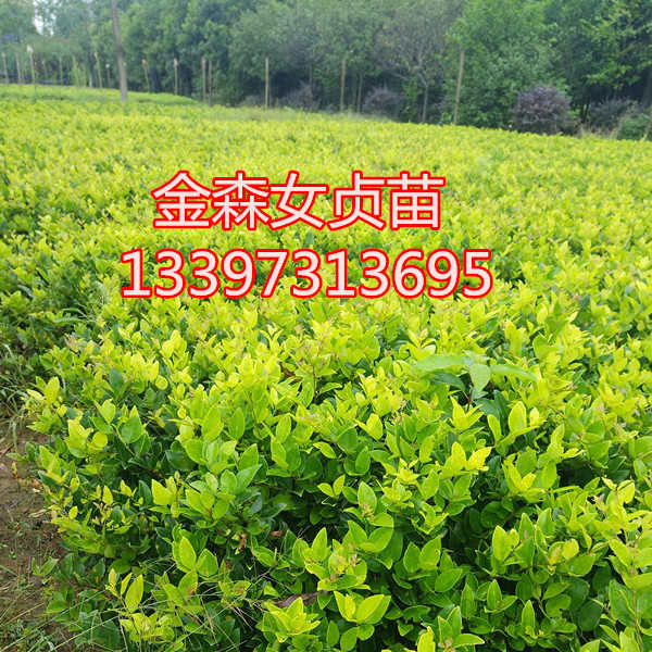 金叶女贞金森女贞树苗 庭院女贞苗色块女贞苗绿化带别墅 彩叶苗木