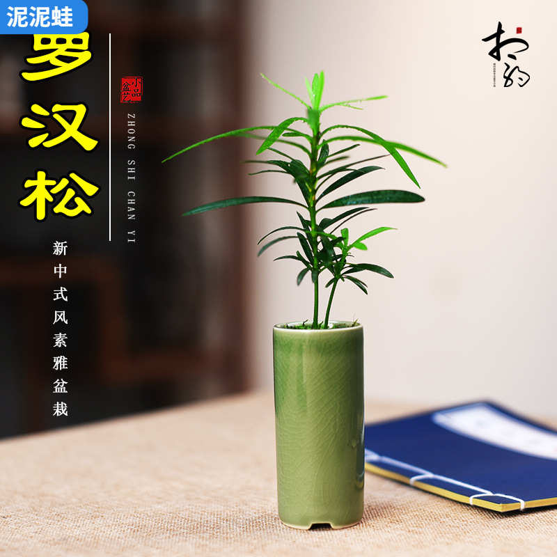 罗汉松盆栽室内办公室茶几茶室桌面小盆景趣味中式迷你小盆栽好养