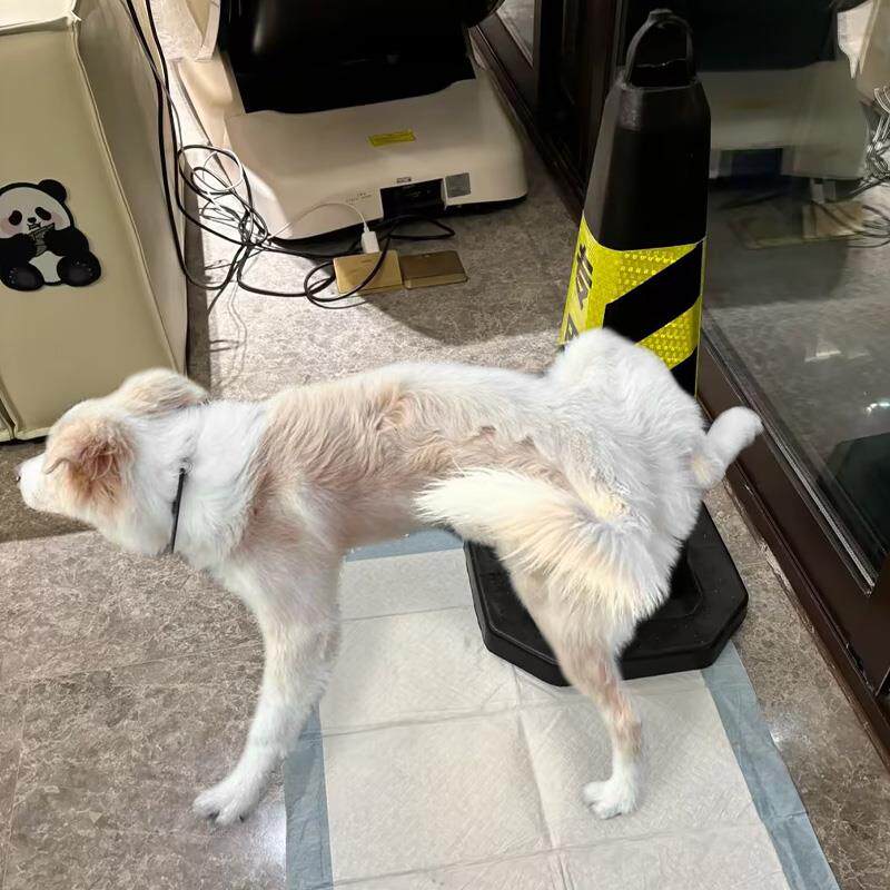 大型犬专用公狗狗定点尿尿神器立柱锥桶柱子拉尿撒尿上厕所边境牧