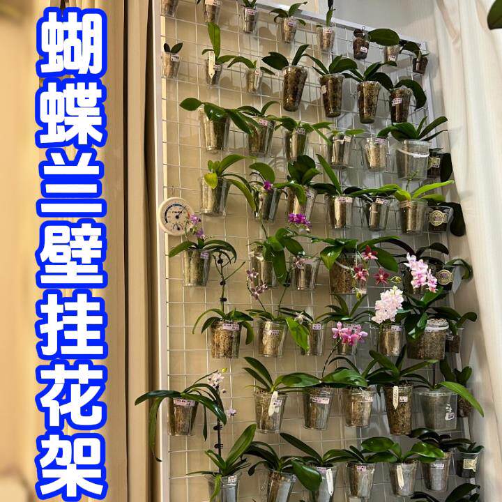 蝴蝶兰专用花架可移动悬挂墙网格托 托架小型阳台窗台兰花铁艺壁图片