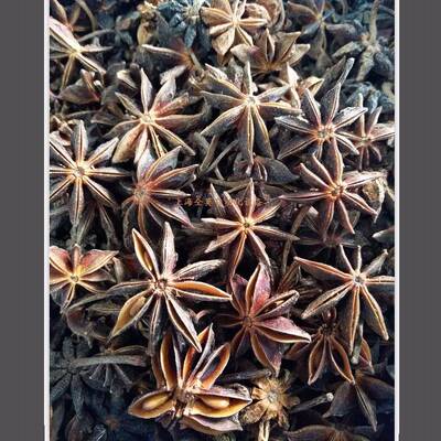 八角植物精油提炼设备