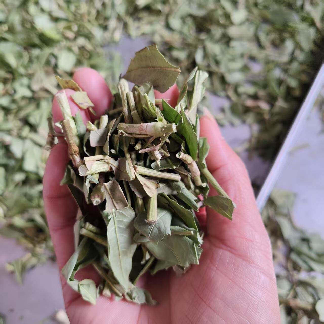 荆芥调味料防腐冻干设备桑叶中药材锁鲜真空食品冻干机果蔬干燥机