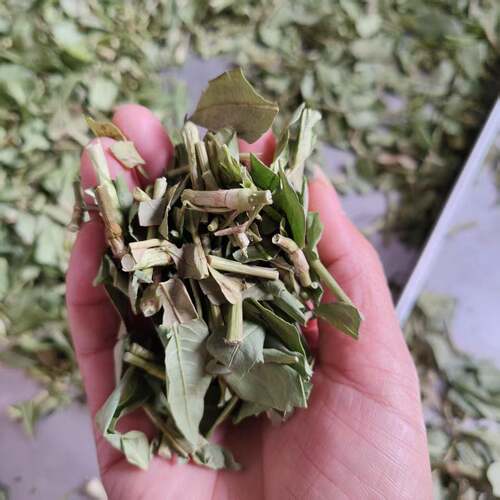 茉莉花真空冻干机FD调味料真空冻干机山药低温脱水冻干设备厂家