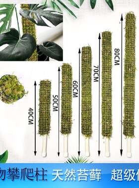 攀爬植物支撑杆苔藓棒爬藤柱龟背竹海芋秋海棠白锦绿萝青苔柱