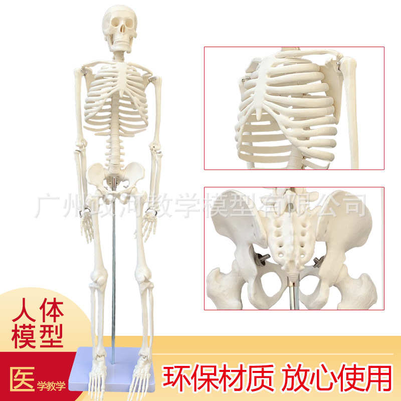 模型医用模型模型美术体骨模型 骨架骨骼85cm骼骷髅