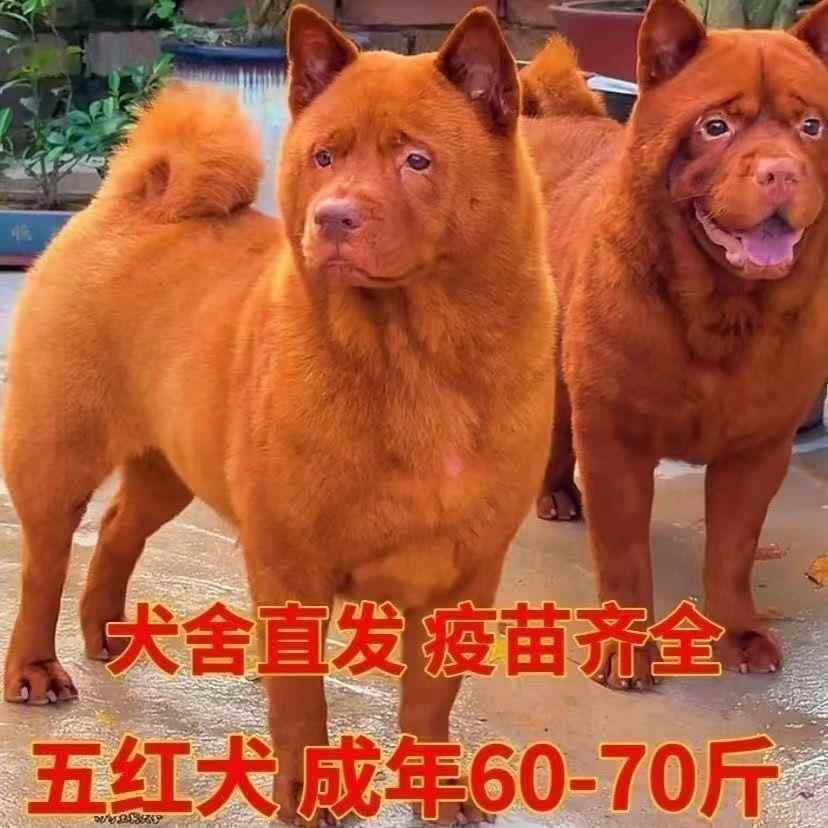 潮汕五红犬狗红色土狗