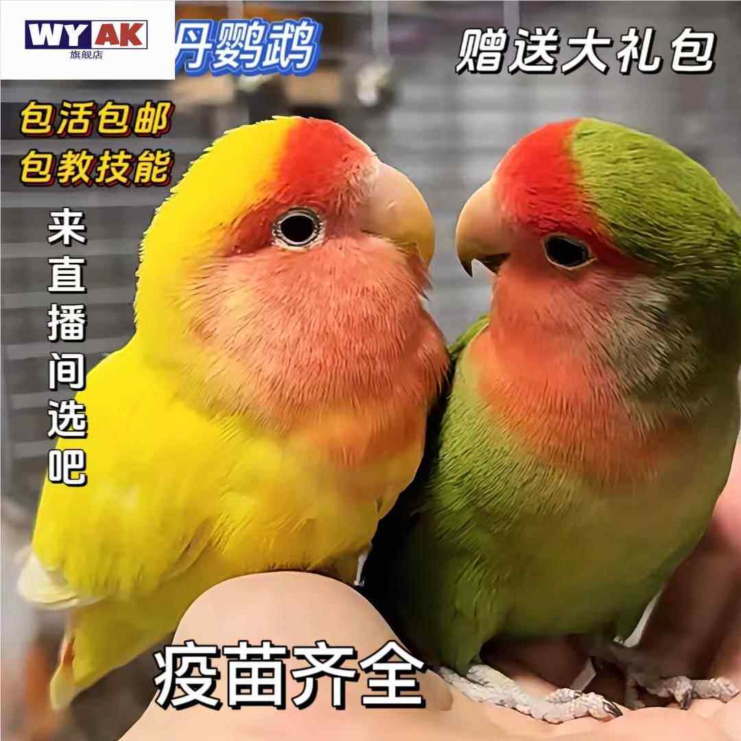 鹦鹉活鸟一公一母桃脸牡丹活物小鸟成年繁殖手养黄桃绿桃学说话宠图片
