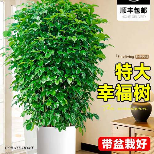 幸福树客厅大盆栽绿植室内大型花卉盆景绿植办公室植物落地大号