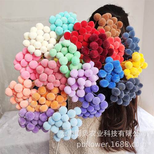 花者永生花礼盒花材 精美永生黄金球保鲜花花材20支/把 现货