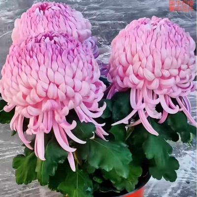 国华初婴菊花苗大菊花小菊花盆栽乒乓菊荷兰菊菊花苗好养花卉植物