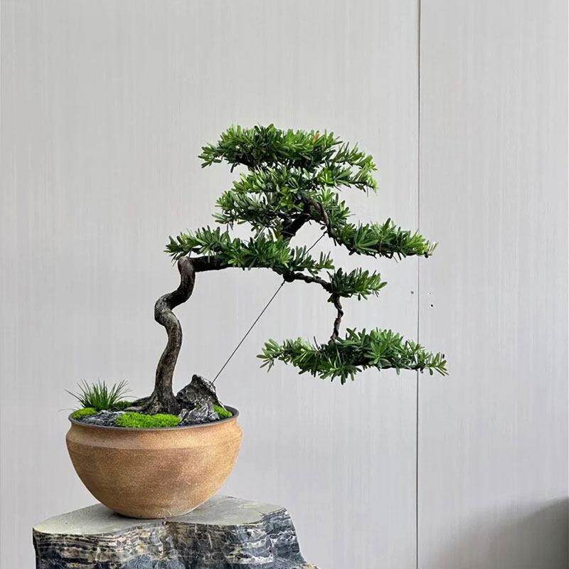 罗汉松盆景不老松树盆栽招财绿植旺宅室内植物乔迁开业送长辈高端