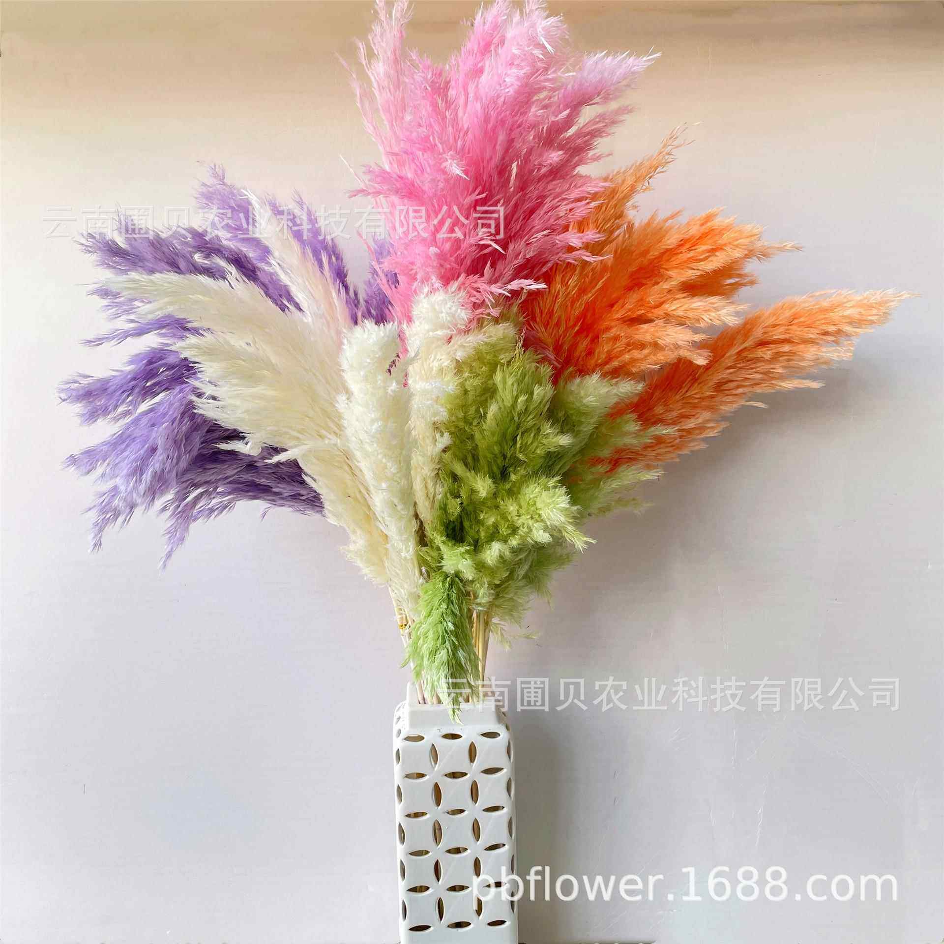 新款直销婚庆拍摄道具亚马逊芦苇干花 跨境潘帕斯彩色小芦柴现货