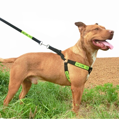 萨摩金毛大型犬胸背带狗狗牵引绳德牧阿拉斯加反光狗链牵引带狗绳