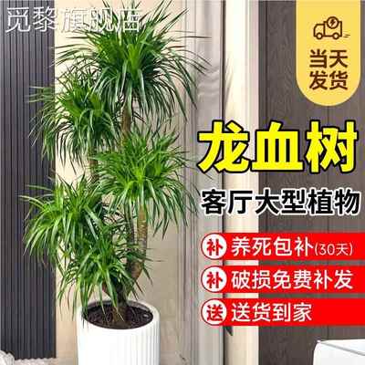 龙血树客厅绿植盆栽多头龙须树客厅内好养大型绿植龙铁树植物盆栽