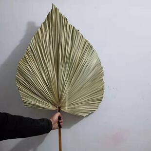 【修剪蒲扇叶】干花婚礼叶材修剪蒲扇叶棕榈叶花艺布置场景