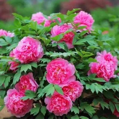 Peony Seeds, Potted Seed, Peony Flower Seed Garden Plants, P