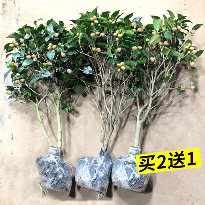 山茶花树苗盆栽带花苞香妃五色赤丹四季易活室内阳台庭院花卉植物